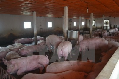 Hà Tĩnh dành gần 9 tỷ đồng hỗ trợ các cơ sở chăn nuôi lợn nái