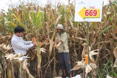 Nông dân Đồng Nai phấn khởi vì bắp được mùa mà không rớt giá