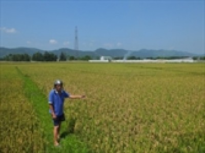 Hà Tĩnh hỗ trợ 400 tấn giống lúa cho nông dân