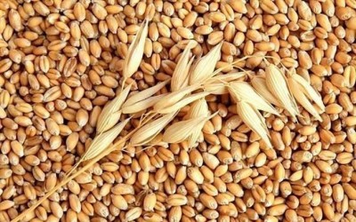 Nguồn nhập khẩu lúa mì chính của Việt Nam