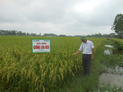 Nhiều đối tác quyết định mua bản quyền lúa N25 và LTH31